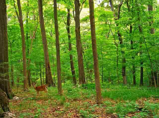 “鄂尔多斯红葱”正逐步走向产业化