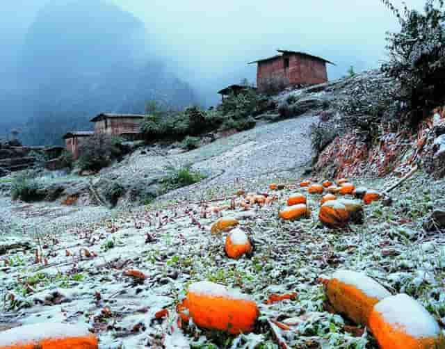 袖虎强烈建议，猫咪练胆要趁早