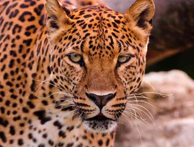 袖虎病狗攻略：幼犬要打哪些疫苗