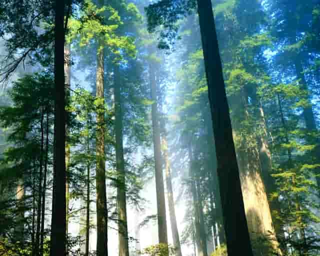 洛杉矶球队都有哪些(洛杉矶为什么有两个球队)