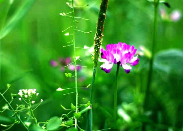 袖虎经验，让猫快速信任你！