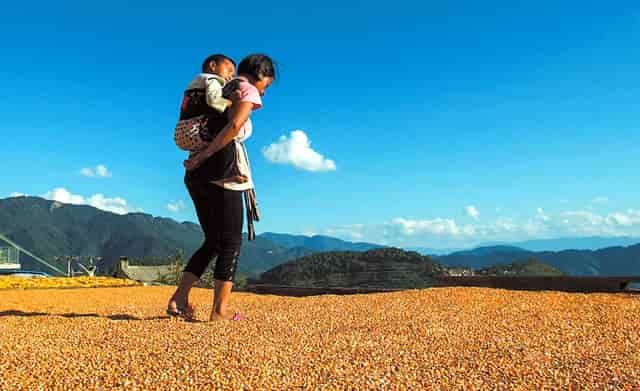 袖虎病猫攻略：猫咪肠胃炎用什么药？