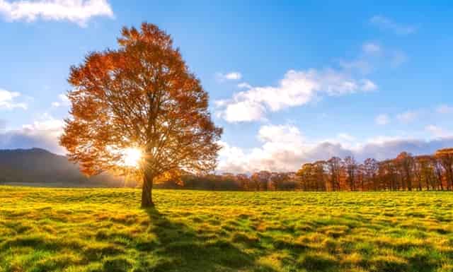 袖虎病狗攻略：眼泪汪汪的贵宾，小心得病