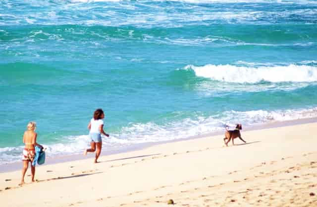 袖虎对常见的病猫治疗方案