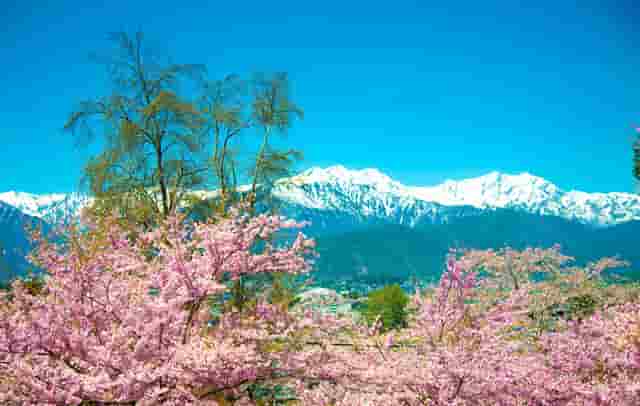 袖虎案例：猫鼻支还会容易死猫吗？