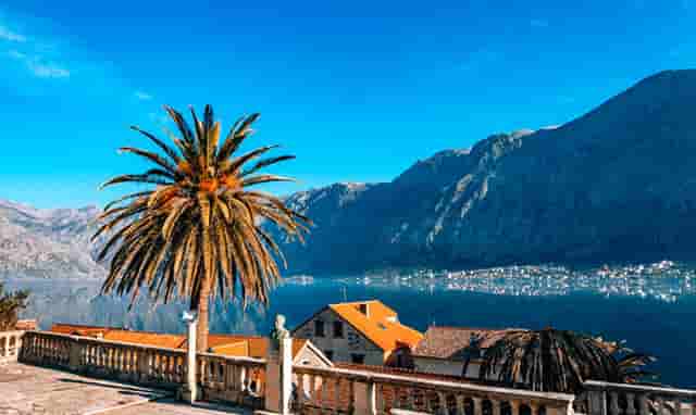 袖虎病狗攻略：为什么好好的小狗到家几天就S了？