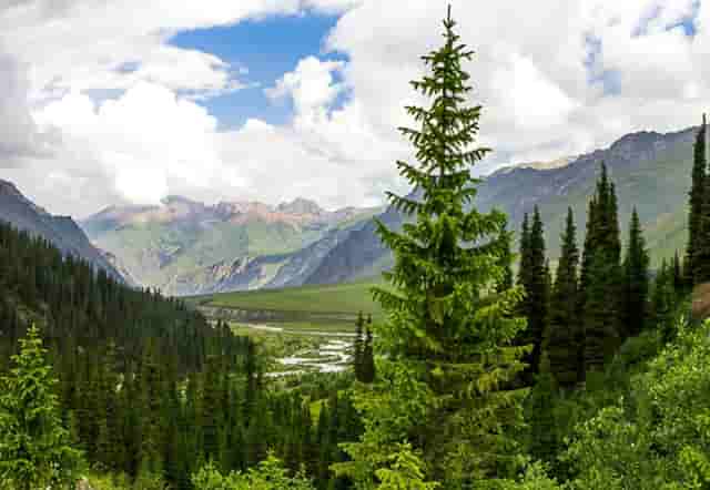 袖虎病猫攻略：猫咪吃罐头还拉肚子是有病吗？