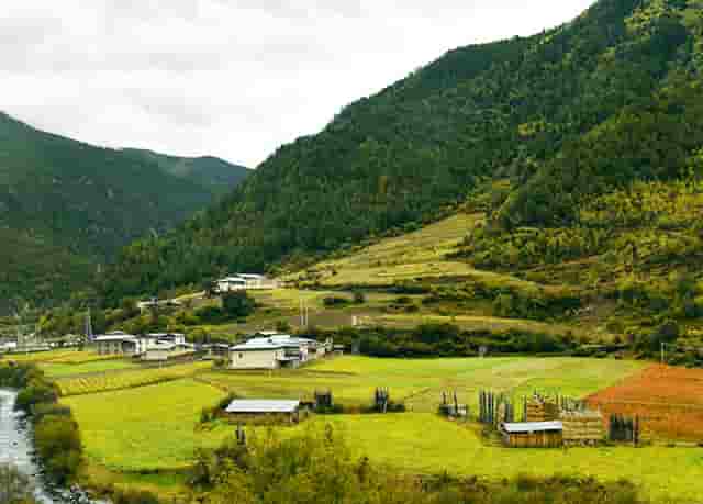 袖虎病狗攻略：狗狗喂食要注意，这几大误区可别沾