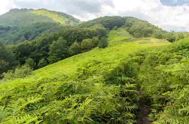 袖虎病猫攻略：猫细小的症状有哪些？