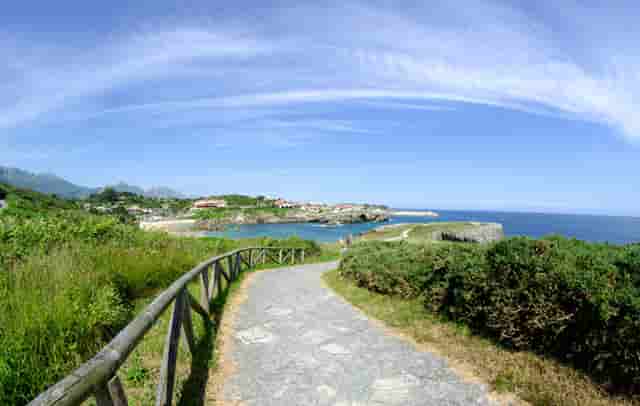 袖虎病狗攻略：狗发烧怎么办